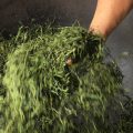 品茶イベント「日本の釜炒り茶」